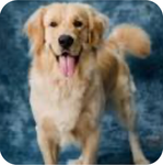 DOG COMMUNITY!!!