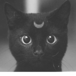 Black Cat Crew