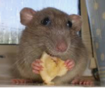 The Cheese Of The Rats
