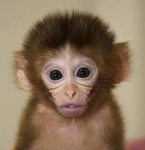 Monkeyuuhhh