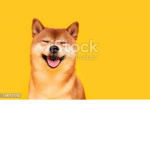 {~<3 Shiba Studio <3~}