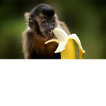 Banana Gang!!!!!!!