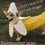 The Doggo’s & Puppers Club