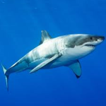 Sharkie_gang