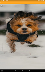 Dog times2