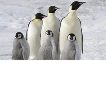 Group Icon