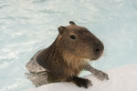 CAPYBARA .INC