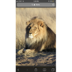 The lion army lion