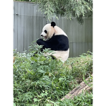 Panda panda panda ? name Jolie