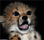 Save The Baby Animals Foundation