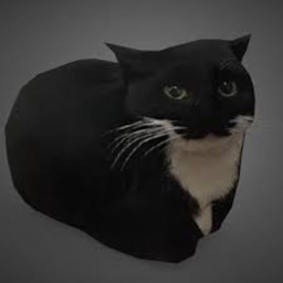 maxwell the spinning cat