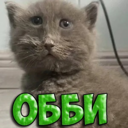 [OBBY] СЕРЫЙ КОШКА ОББИ 🤓 👆🏻