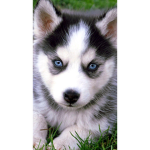 Puppy squad for life! Enjoy!