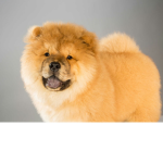 The Chow's Videos