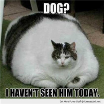 Funny cat Roblox decal