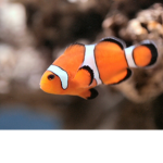 Fishy Gang (Read rules to become true fish member)