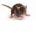 Ugly Sewer Rats