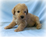 #puppysquady