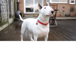 happy dog :)