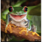 Frogo súper duper duper army