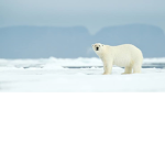 Artic Zone