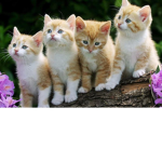 Pets Rock!