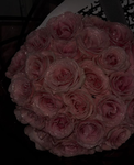 Gorgeous Roses