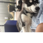 Alpha the husky