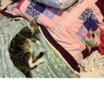 Da baby kitty’s