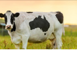 Cattle Family
