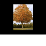 The help trees!!! Now