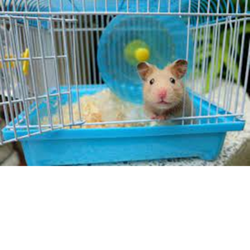 hamsters are cute :3