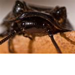 Roach Fan Club