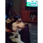 WHO LOVES HUSKIES