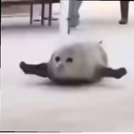 Seal stuff