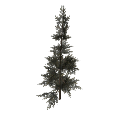 Moving Pine Tree