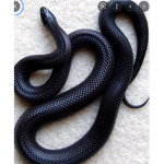 Snakes United Snakessss