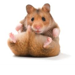 Hamster Luvers!!!