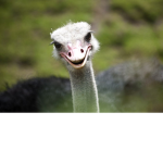 Wild ostrich CLUB