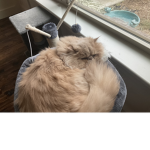 Cats for group official!!!