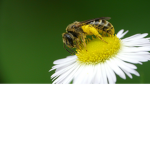Raiding bees buzz!