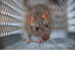 Uhm Rats