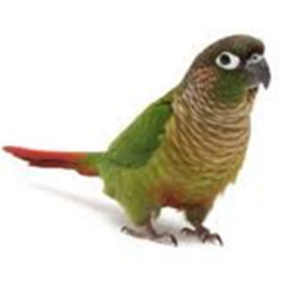 bird (green check conure) Roblox decal
