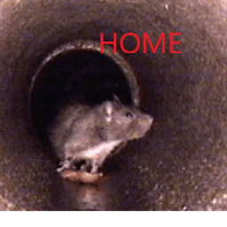 Home