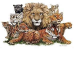-ItzYhere's Cat Kingdom-