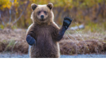 THE BEARS:)*€