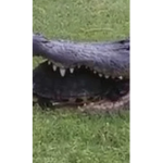 Crocodiles we’re heading their