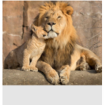 The fierce lions of the USA