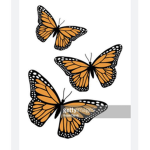 •kayleighs butterflies!•