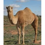 Egyptian Empire Of Camels.